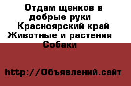 Отдам щенков в добрые руки - Красноярский край Животные и растения » Собаки   